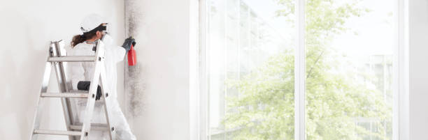 Best Basement Mold Removal  in Mccla, AL