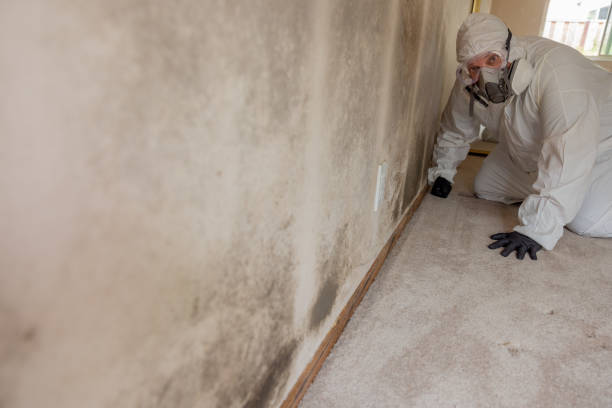 Best HVAC Mold Inspection and Cleaning  in Mccla, AL