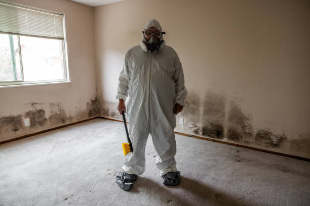 Best Mold Odor Removal Services  in Mccla, AL